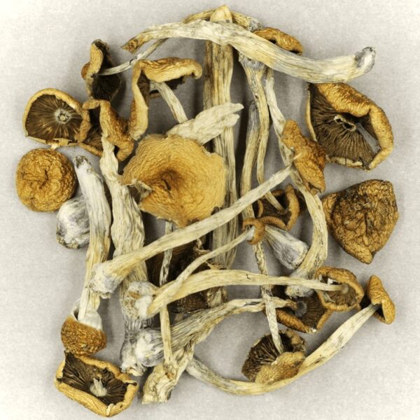 Mazatapec | Psychedelic Canada