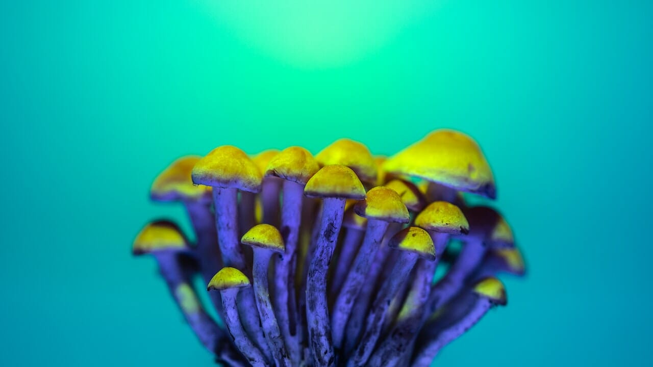 Understanding Psychedelic Chemistry: The Potential of LSD-Infused Edibles