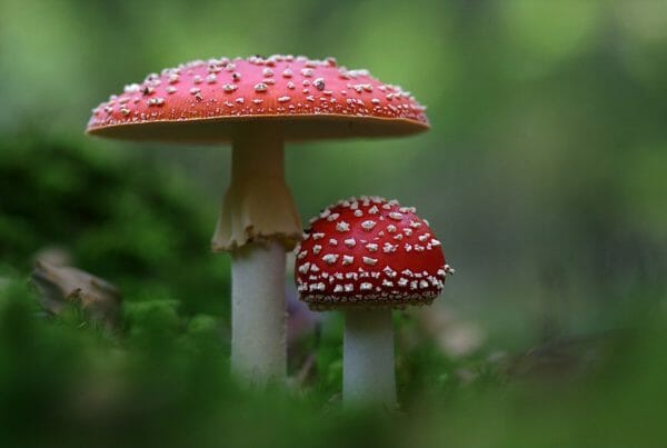 Magic Mushrooms Canada