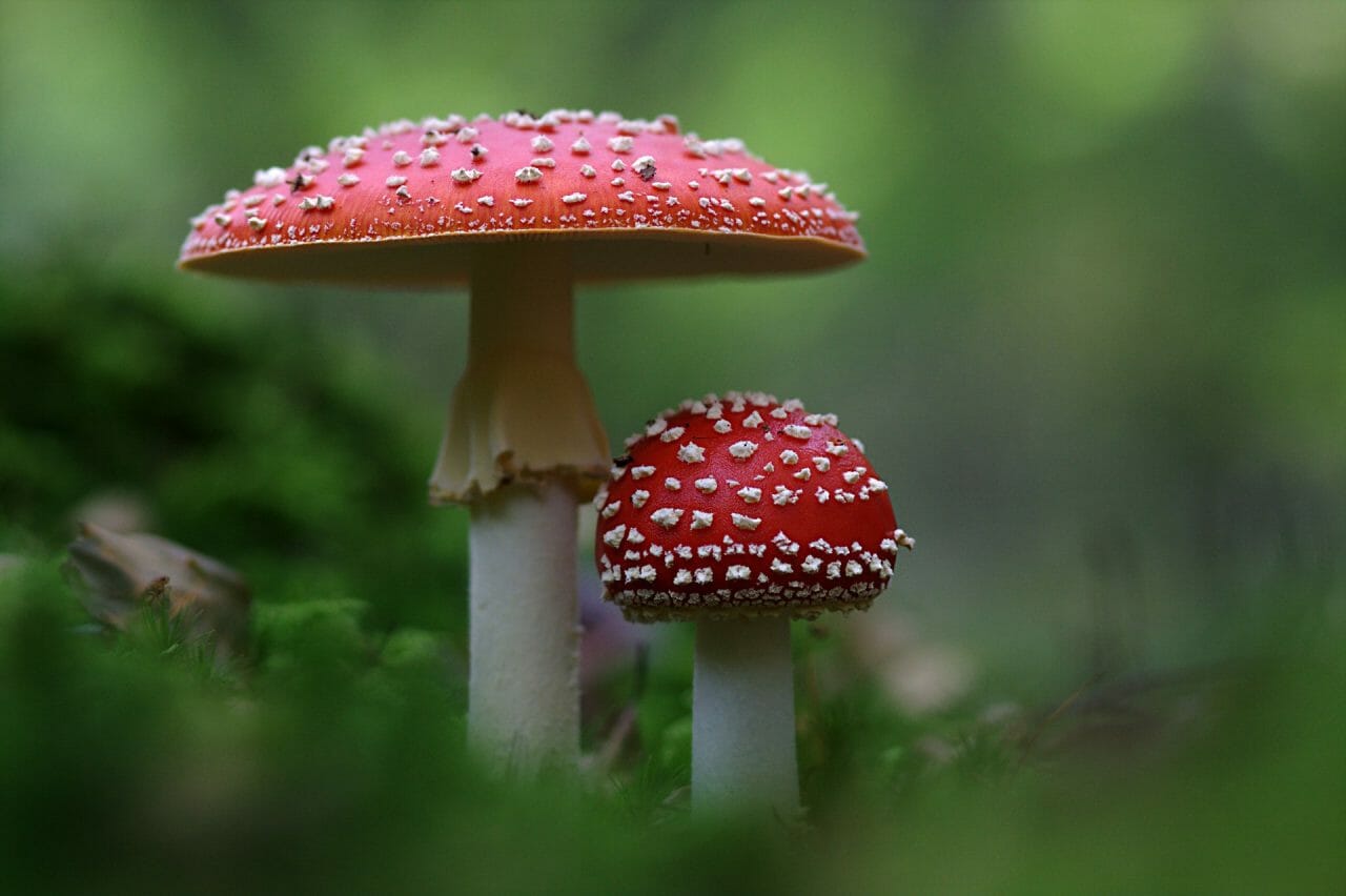 The Emergence of Magic Mushrooms in Canada: Best Varieties to Sample
