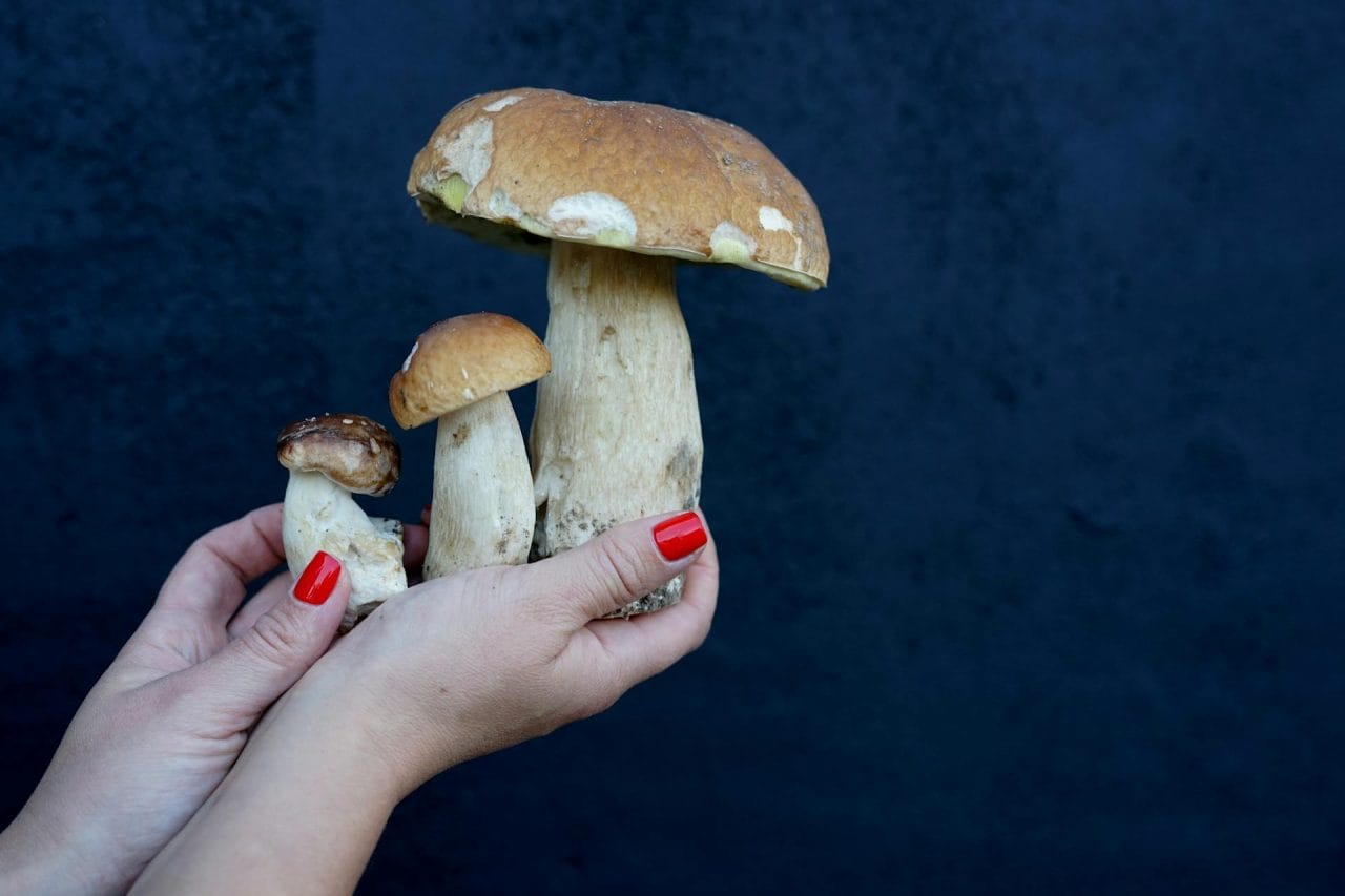 Top Five Mushrooms You Must Try in Your Locality