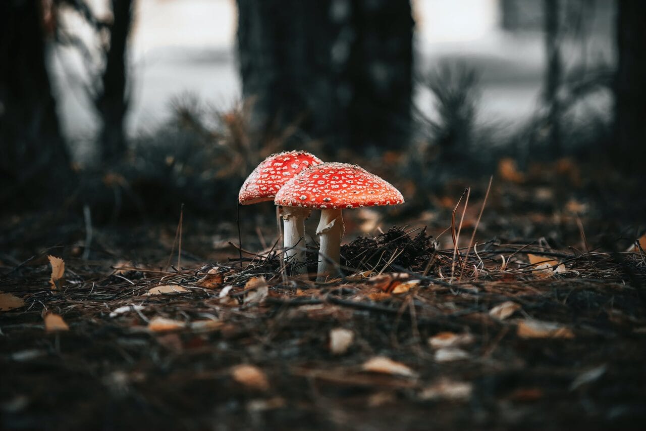 The Revolution of Psilocybin: Manufacturing, Investigation, and Future Trends