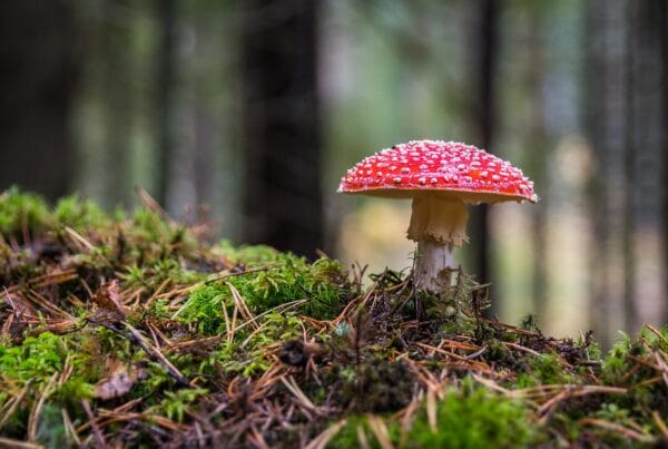 Shrooms Online in Canada