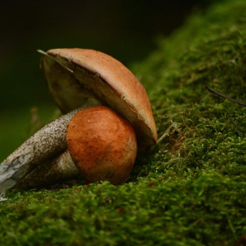 Mushroom Dispensary Vancouver | Psychedelic Canada