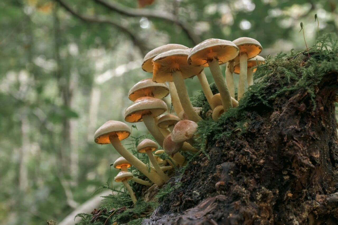 The Influence of Psilocybin from Magic Mushrooms on Sexual Performance and Contentment