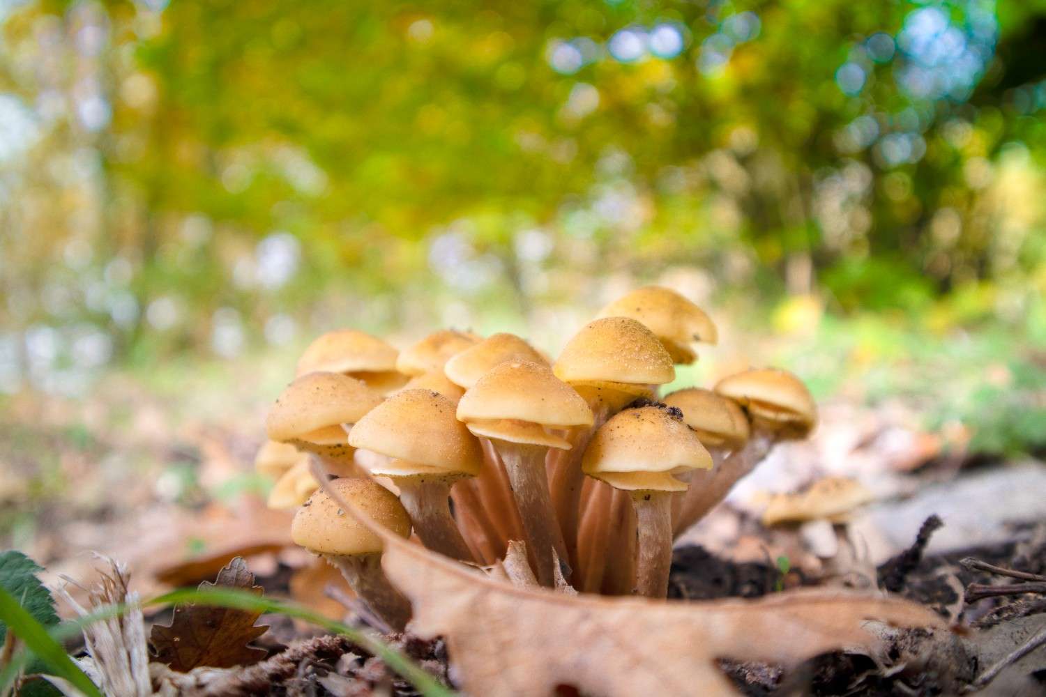 The Use of Psilocybin Mushrooms Expands Beyond Canada – Microdosing Emerges as a Worldwide Trend