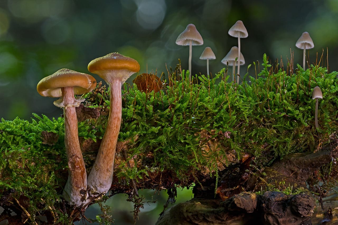 The majority of Canadians, constituting 80%, are in favour of utilizing shrooms to alleviate existential distress.