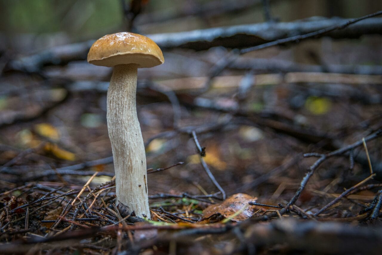 Recent Studies on Psychedelic Mushrooms Indicate that Long-Term Brain Changes Could Benefit Mental Health