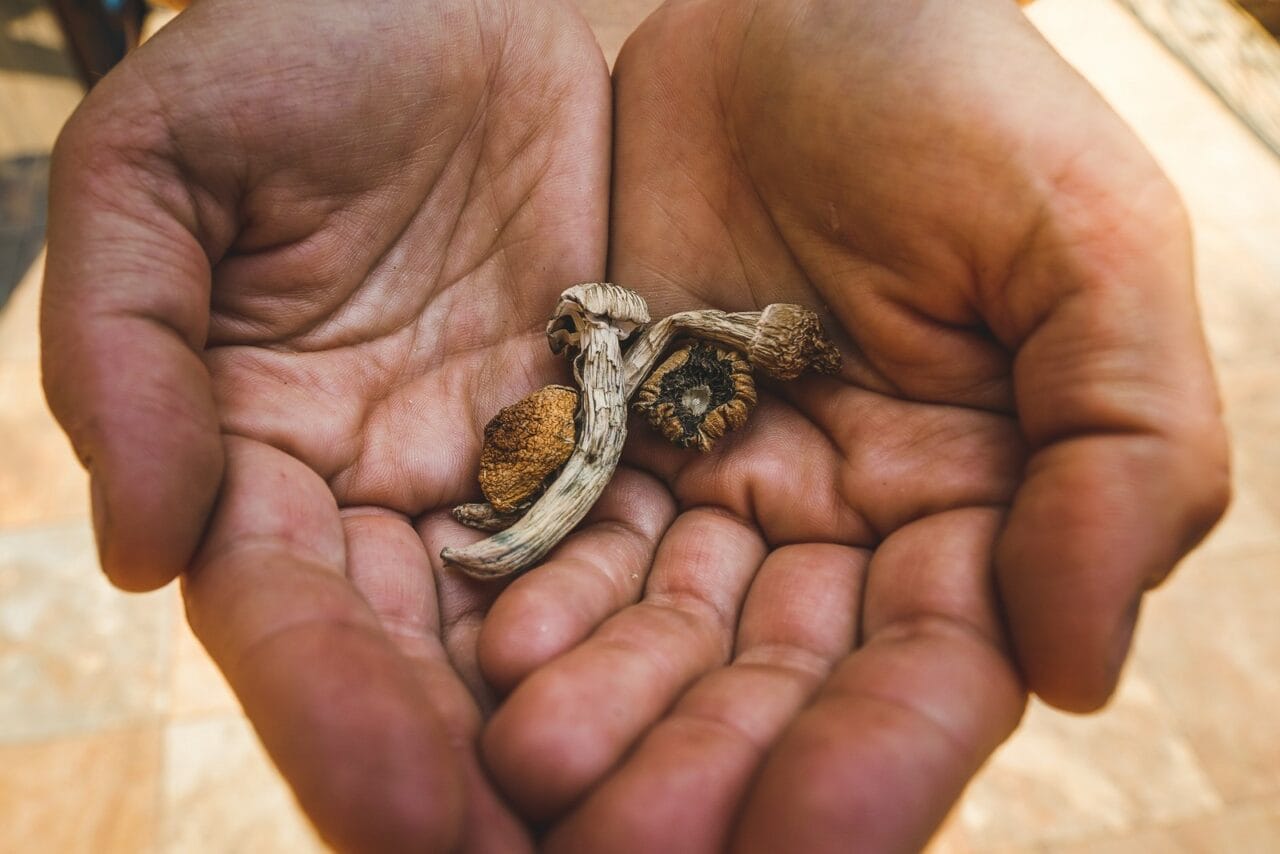 How Does the Experience with Dried Mushrooms Measure Up to Other Psychedelics?