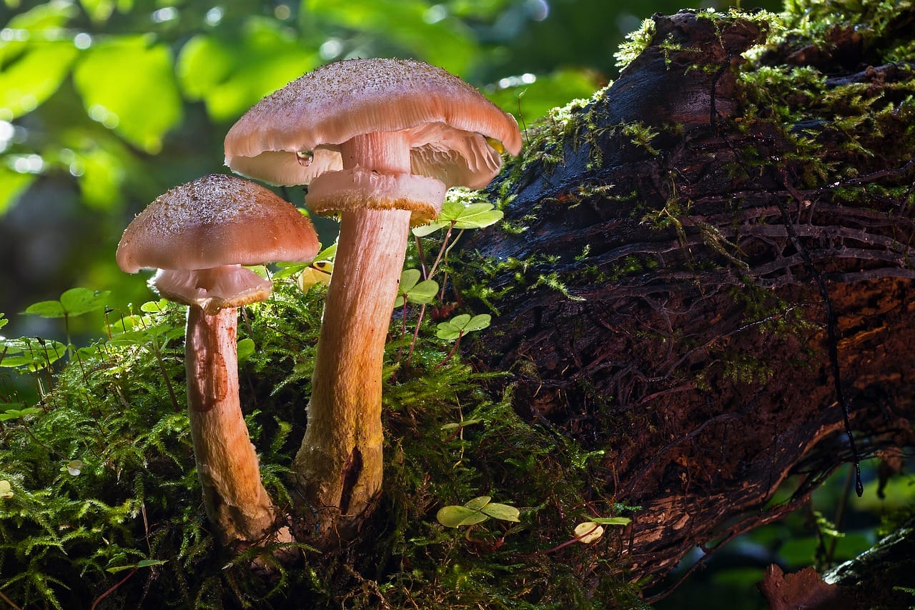 Magic Mushrooms and Psychedelia – Did They Facilitate the Evolution of Our Species?
