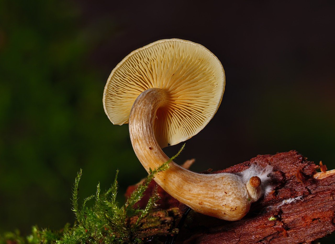 Overview of the Alacabenzi Strain – Essential Information Every User Needs Prior to Their Initial Dose