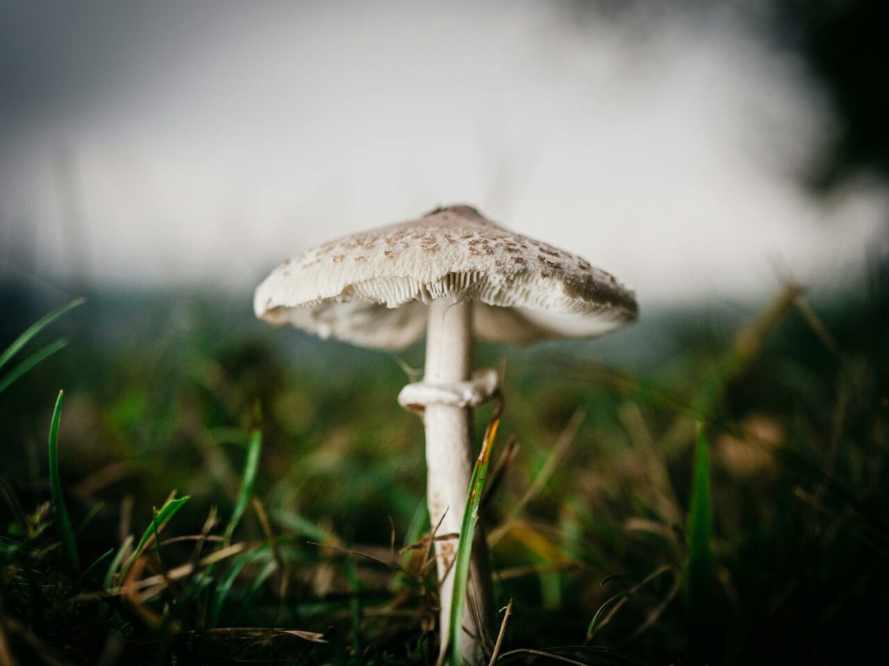Which Complements Should be Paired with White Monster Magic Mushrooms for an Enriched Experience?