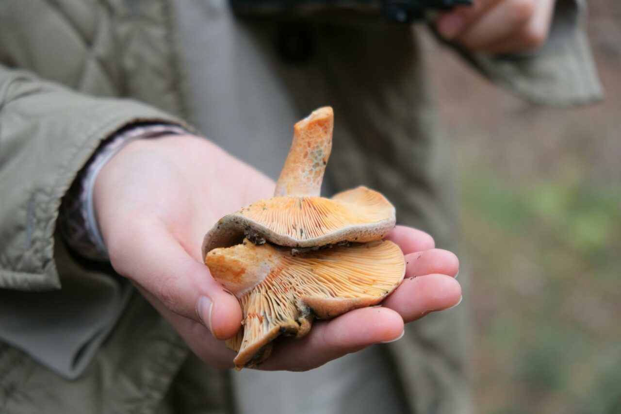 The Reason I Will Forever Include Apex Strain Mushroom in My Self-Care Regime