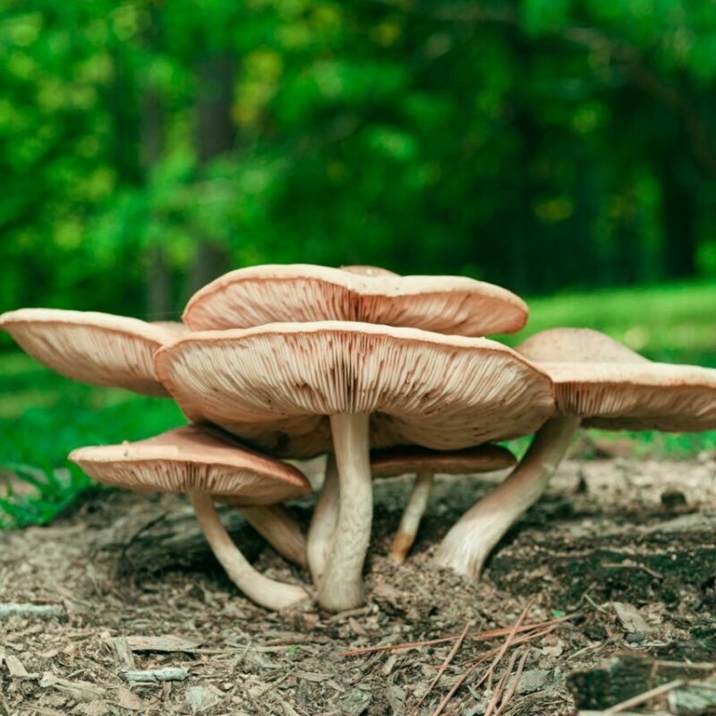 Big Daddy Mushroom | Psychedelic Canada