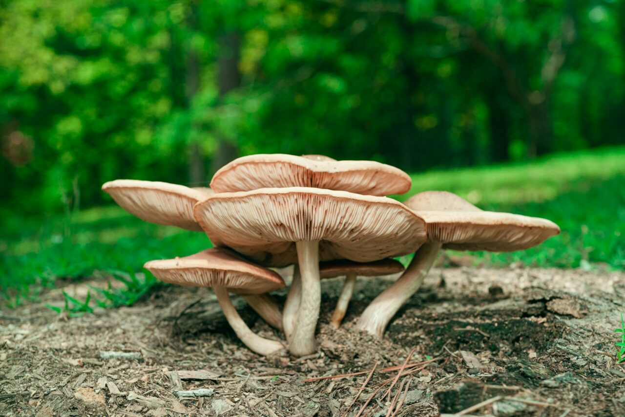 Sampled the Big Daddy Mushroom during a Hike—Unquestionably, a 10/10 Experience which I would Repeat