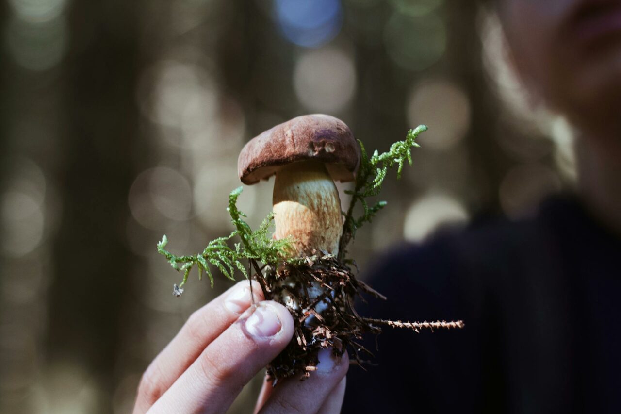 Are You Considering to Purchase Shrooms Online? A Retiree Reflects on Wishing He Had Experienced Psilocybin 45 Years Earlier