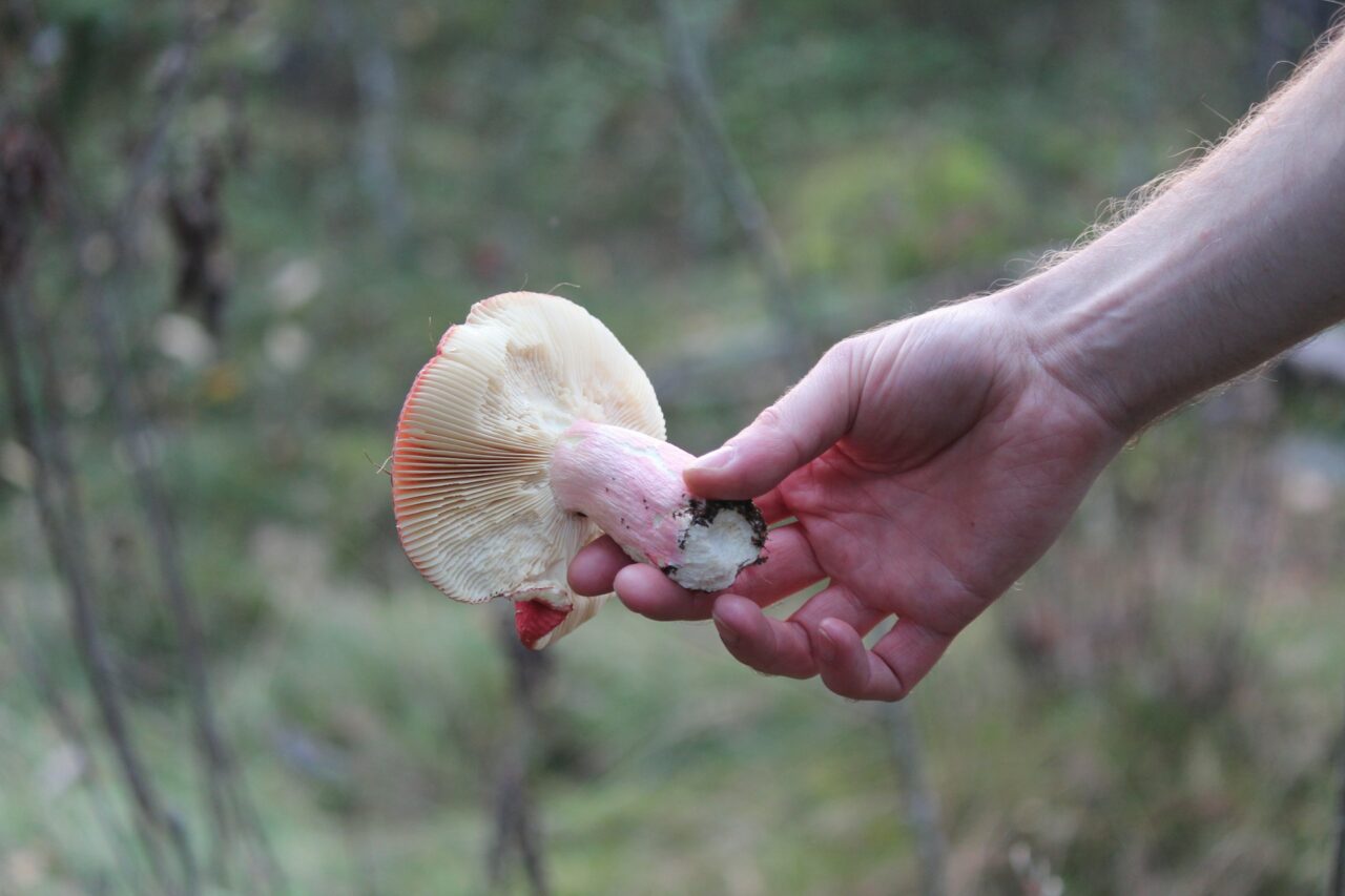Delivery of Magic Mushrooms Aids Recovery of Paralyzed Mountain Athletes