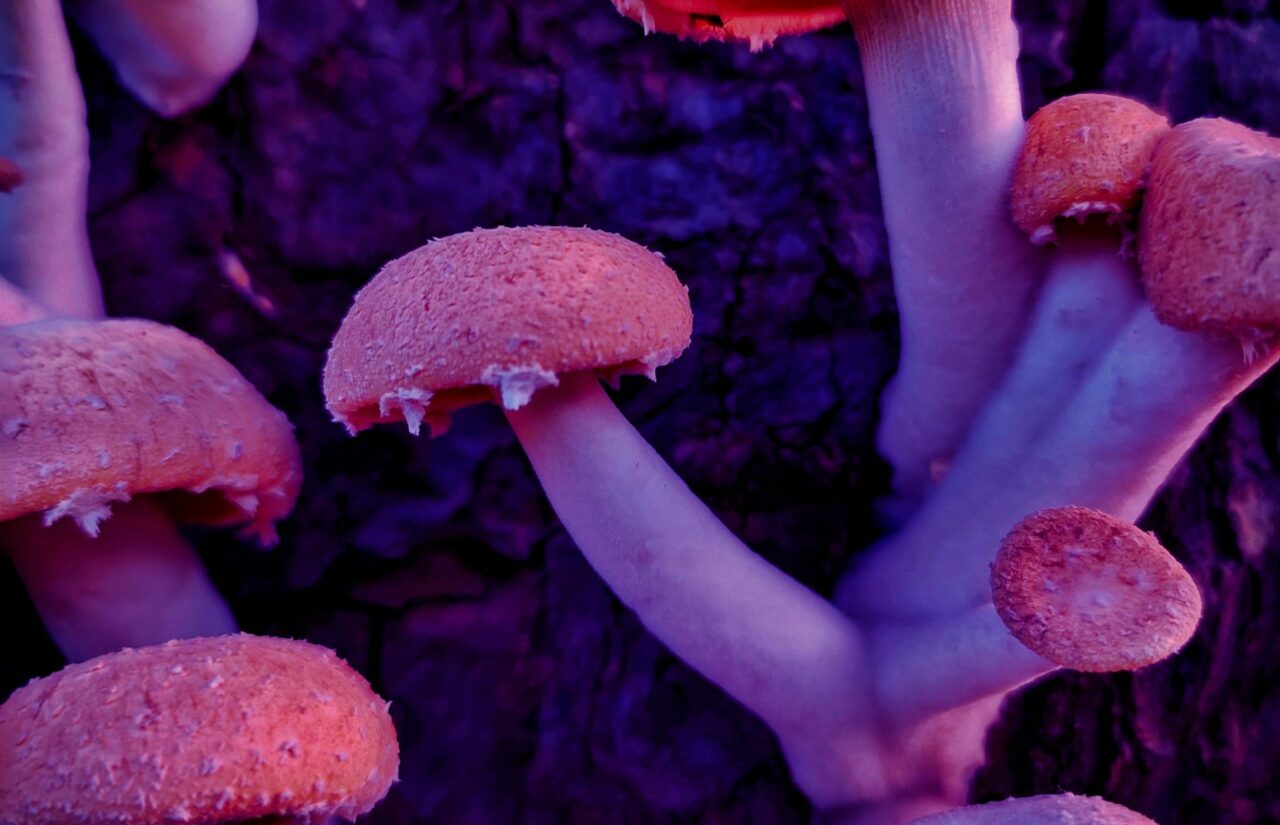 How Psilocybin Obtained from a Mushroom Dispensary Could Transform Minds Burdened by Shame Related to HIV