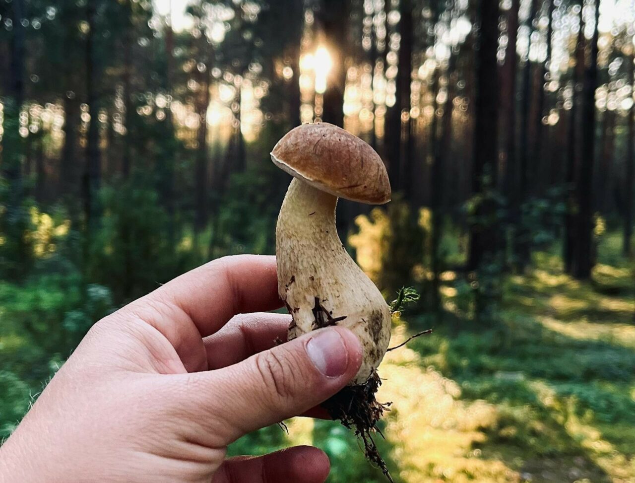 Is Psilocybin a Superior Alternative to Escitalopram/Esketamine? Discover with ShroomsDeliveryCanada