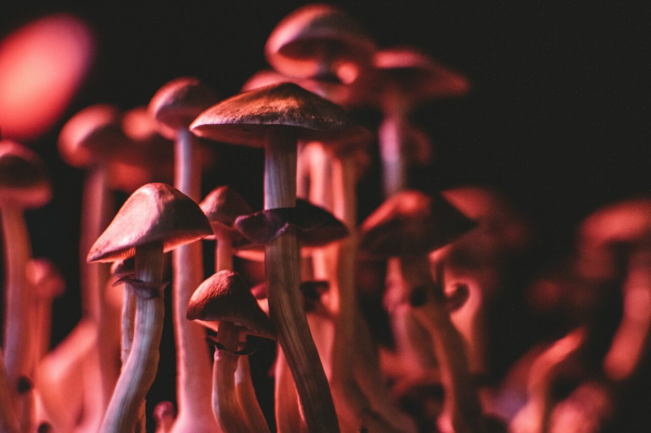 Securing Psychedelics Online: How I Successfully Navigated and Evaded Scams